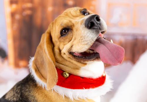 Ensaio Pet de Ensaio Pet Natal 