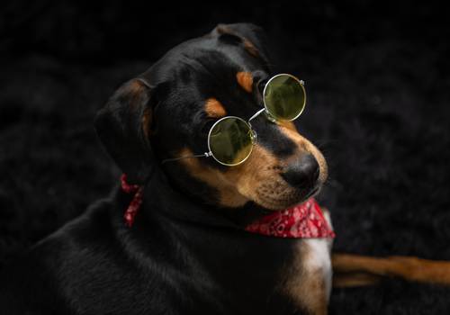 Ensaio Pet de Ensaio Pet