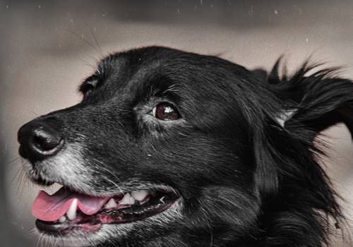 Ensaio Pet de Pet Pyetra