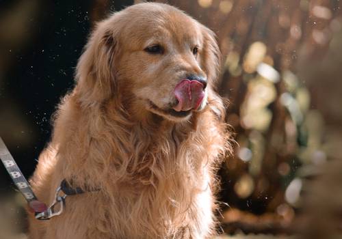 Ensaio Pet de Pet Luk