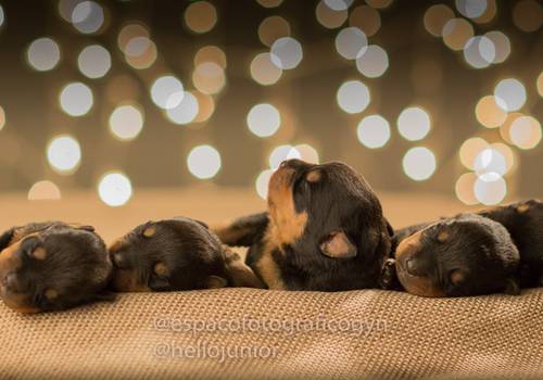Newborn de Newborn IVY - Rottweiler
