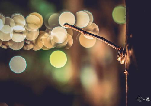 Fotografia de Casamento de Paola e Marcello