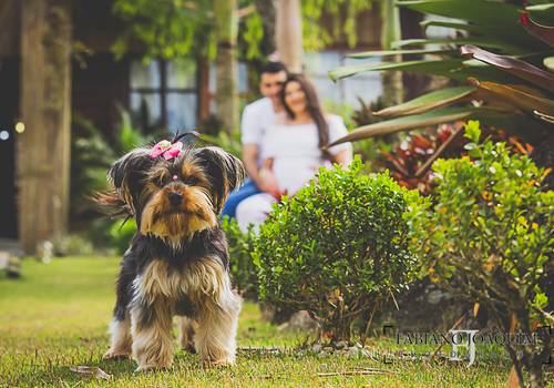 Ensaio Gestante de Doce espera por Nicolas