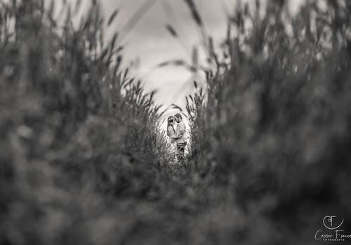 Pré-Wedding de Daiane e Giuliano 