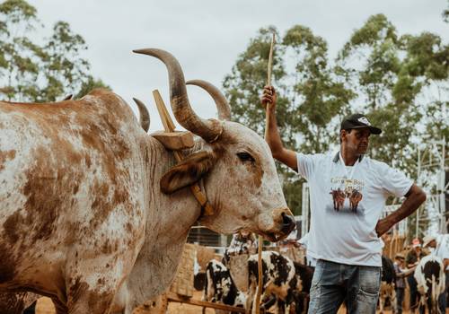 Festas de EXPO QUELUZITO 2022 - DIA 03 - Desfile de Carro de Boi