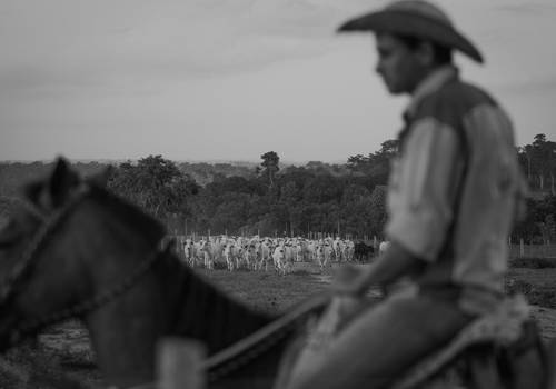 Ensaios de Pecuária Brasileira