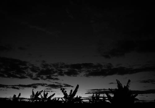 Ensaios de Banana da Terra