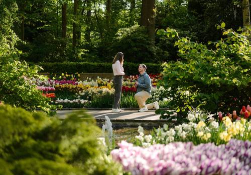Proposals of A Surprise Proposal at Keukenhof Gardens