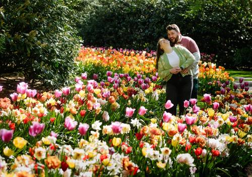 Tulip gardens of How I Plan Surprise Proposal Photos at Keukenhof