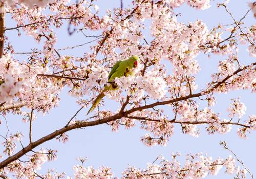 5 tips for Cherry Blossom pictures in Amsterdam