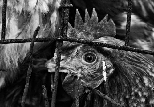 Feira do rolo de Feira do Rolo