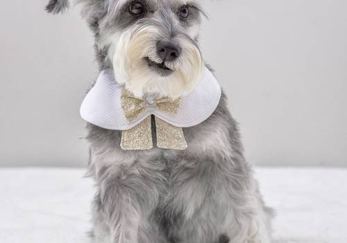 Fotografia e ensaios de Pets de Fotografia e Ensaio Pet 