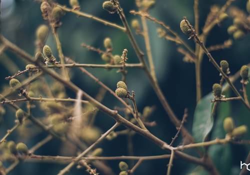 Fine Art de Fine Arte