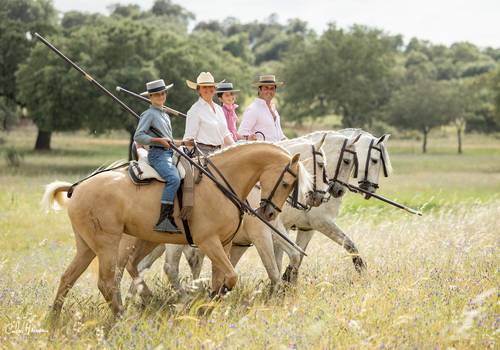 Equestrian of Coudelaria J. Romão Tavares