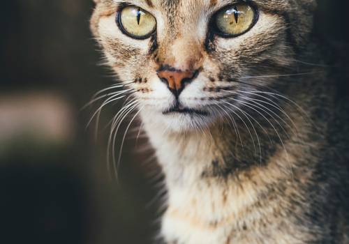 Gatos de APA - Uberlândia