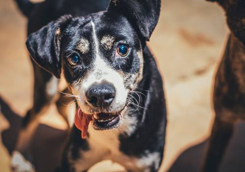Cães de APA - Uberlândia