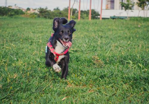 Cães de Martha Maria