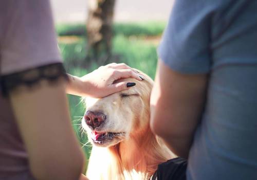 Cães e Gatos de Dante e Piruá