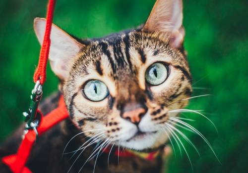 Gatos de Nala