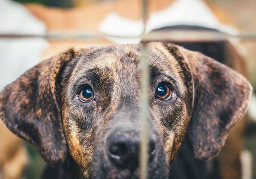 Você conhece a APA-Uberlândia?