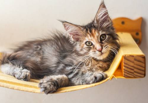 Gatos de Gatil Maine Coon