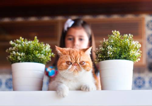Gatos de Cristal