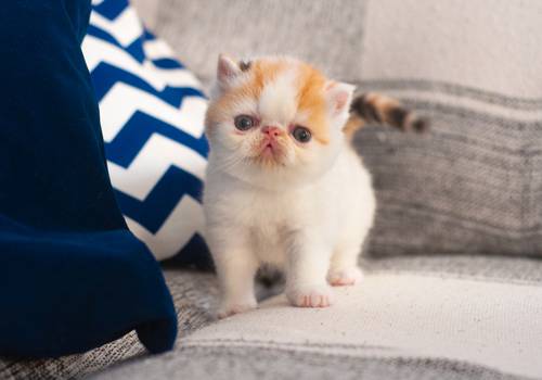 Gatos de Gatil Persa Doce Focinho