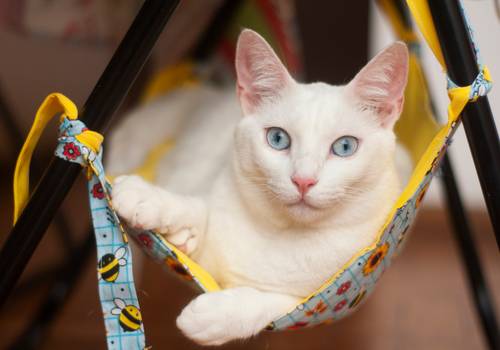 Gatos de Luna e Minerva