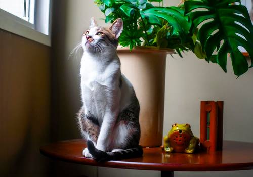 Gatos de Zoe