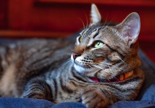 Gatos de Tigrão e Tigresa