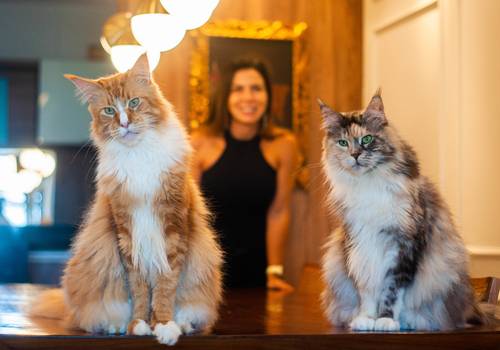 Gatos de Egon e Jade