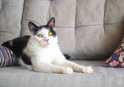 Gatos de Wolverine e Floquinho 
