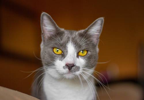 Gatos de Luna