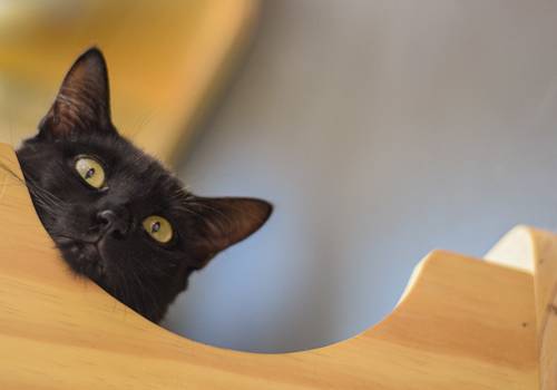 Gatos de Gato Café 