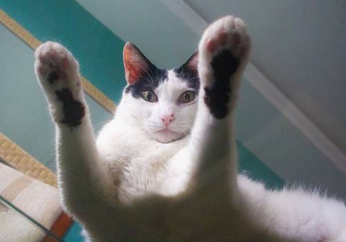 Gatos de Tapioca