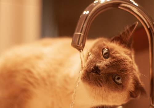 Gatos de Madô