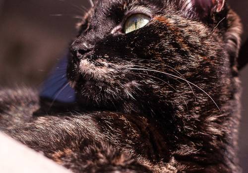 Gatos de Taz, Lola e Terrorista