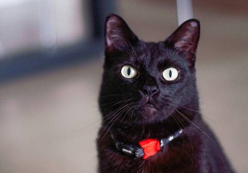 Gatos de Lilith