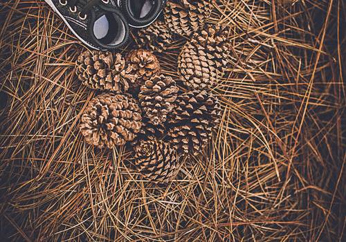 Gestante (Família) de 