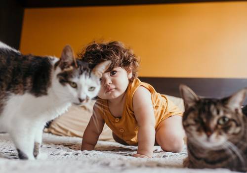 Família de Ceci & família