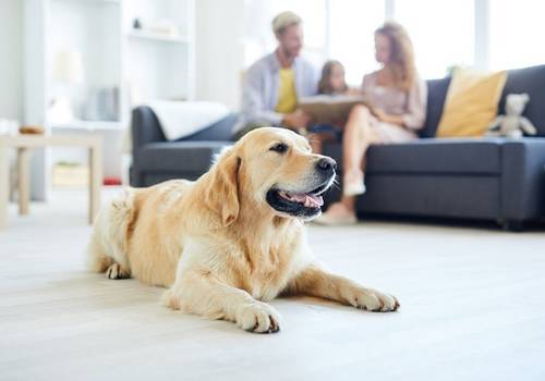 PETS em apartamentos: 10 dicas para se adaptar 