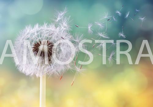 Banco de Imagens de Dente de leão