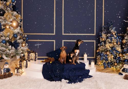 Natal 2024 de Maia, Tica e Buck - Natal 2024