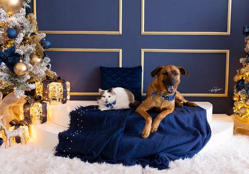 Natal 2024 de Pedrinho e Amora - Natal 2024