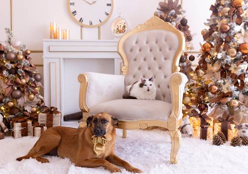 Natal 2025 de Pedro e Amora - Natal 2025