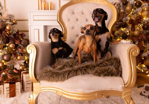 Natal 2025 de Juci - Natal 2025