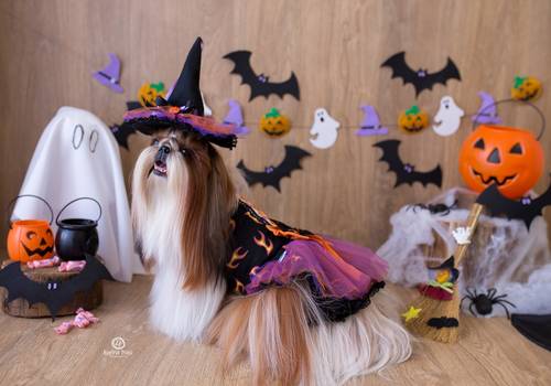 Pets de Zoe - Halloween
