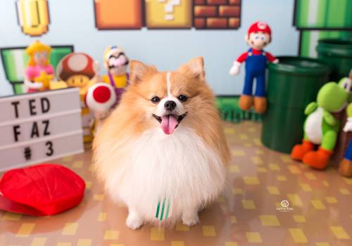 Pets de Ted - 03 anos