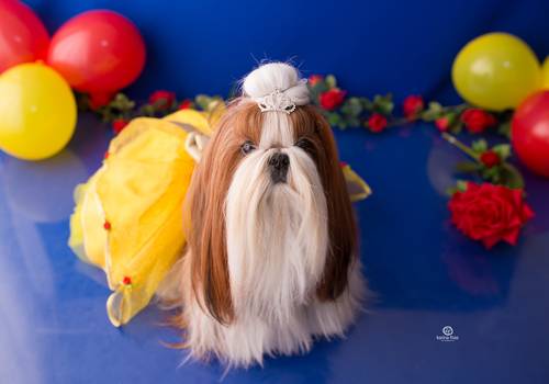 Pets de Zoe - 03 anos