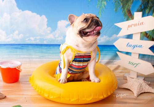 Comercial de Coleção de Verão Be King Pets